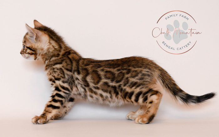 Bengal kitten for sale